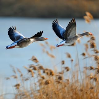 احتمال شیوع آنفولوآنزای پرندگان در واشنگتن؛ اولین مورد ابتلا در آمریکا در 9 ماهه اخیر