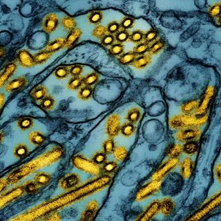 فوت یک نفر بر اثر ابتلا به سویه جدید آنفلوآنزای پرندگان