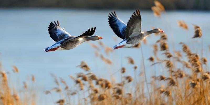 احتمال شیوع آنفولوآنزای پرندگان در واشنگتن؛ اولین مورد ابتلا در آمریکا در 9 ماهه اخیر