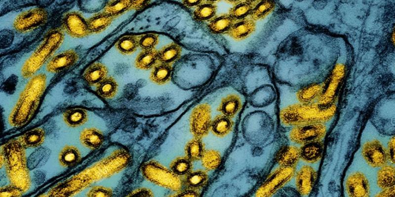 فوت یک نفر بر اثر ابتلا به سویه جدید آنفلوآنزای پرندگان